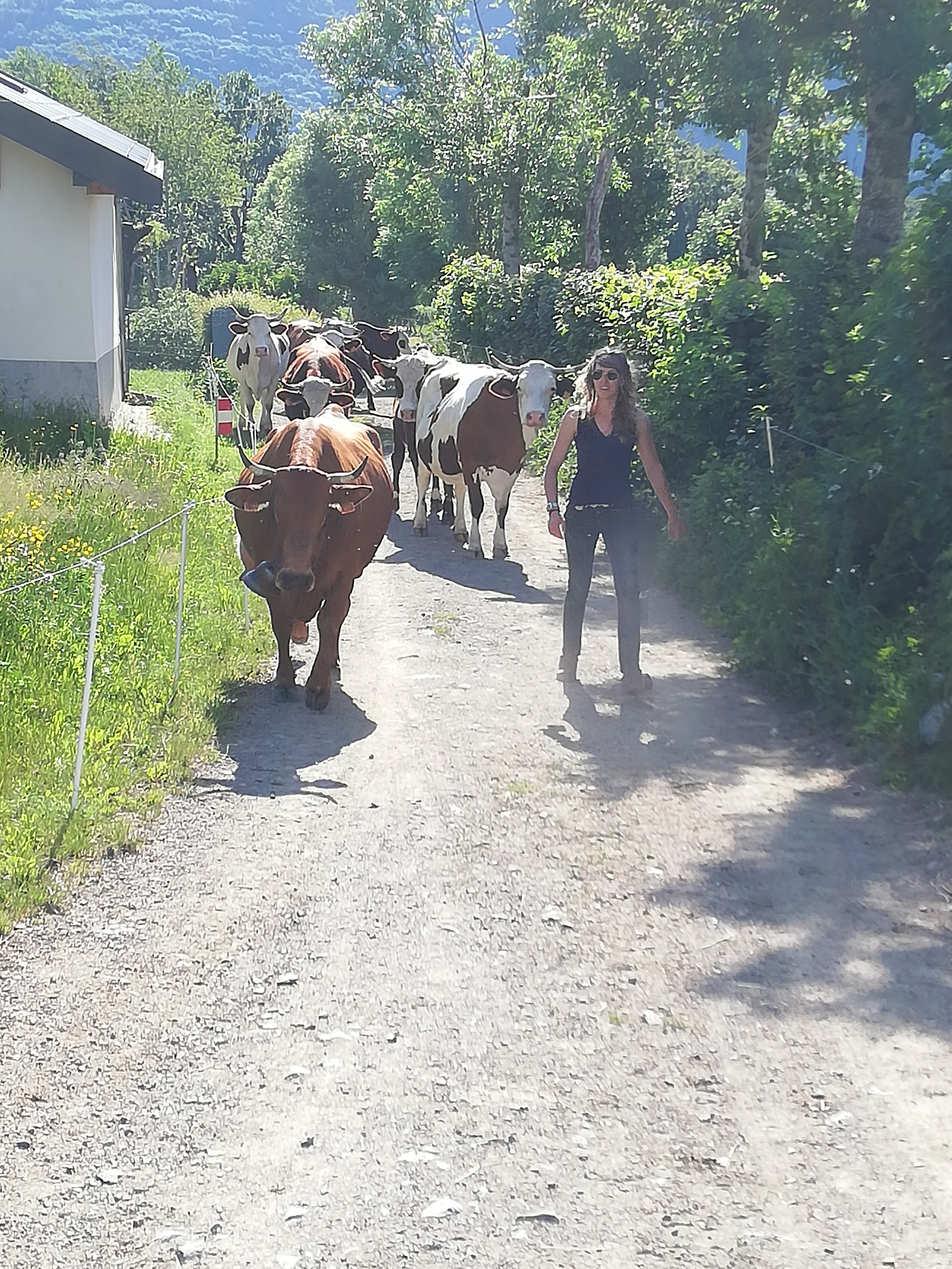 Troupeau GAEC Normand